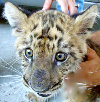 Tiger Picture