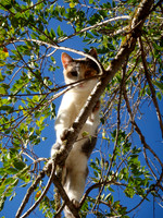 Cat Picture