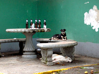 Dogs and Beer