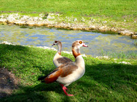 Ducks Picture
