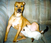 Cat and Dog